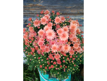 IMG 20180922 173800.jpg