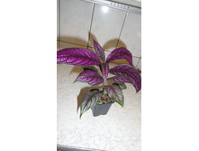 ������������- ����