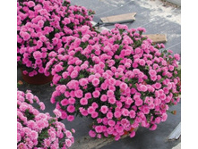 ����� ��������������� Henry I Pink .jpg