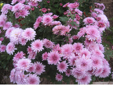 7. �����������