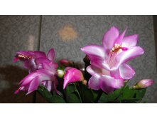 DSC03311 - �����.JPG