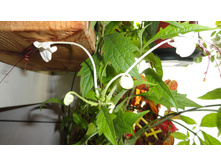 DSC01531 - �����.JPG