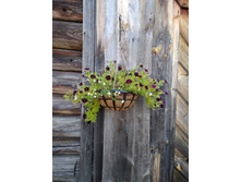 IMG 20180908 075311.jpg