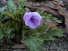 ������ �������