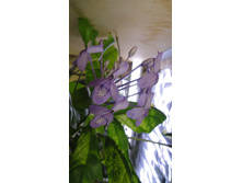 DSC03378 - �����.JPG