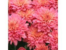 ���������� Meridian Coral. 76 ���.