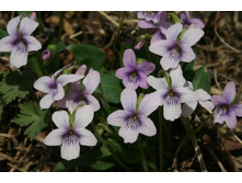 ������ ������������