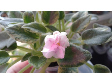 Rob's Cool Fruit (R.Robinson) ������ ��������
