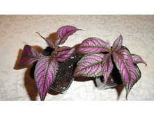 ������������ - 200 ���.