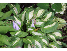 ����� �������������� (�ϣ ����)