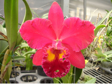 ������� ���