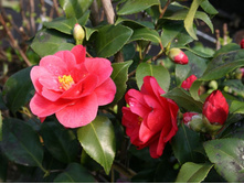������� ���� ������� ( Camellia Mary Williams) - 700 - 750 ���.