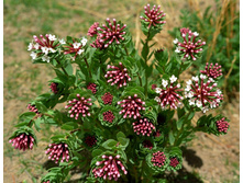 �������� ����������