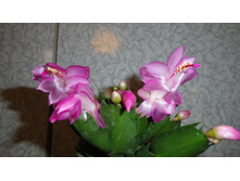 DSC03313 - �����.JPG