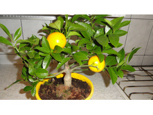 ������ ( ����� ) .. �������� � �� ������ � ������� 1000- 1200 ���.