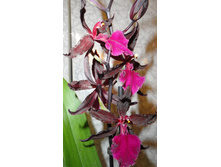 ������� ��������� Colmanara MASAI RED