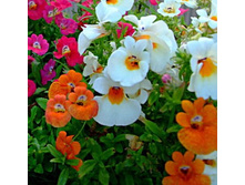 ������� ������1.jpg