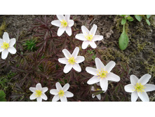 ��������� ��������� (�ϣ ����)