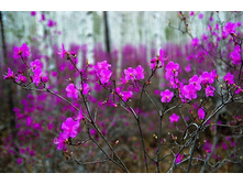 ��������� �������