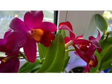 ������� ��� - 500 - 550 ���. �