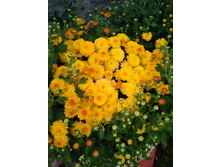 IMG 20180902 152801.jpg