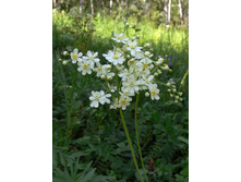Filipendula vulgaris Moench (��������� Rosaceae)�������� ������������.jpg
