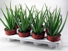 ���� ����