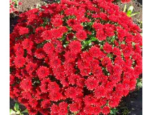 ���������� Brankiss .jpg