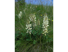 ��������� ���������������