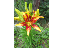 ����� ����� ���������