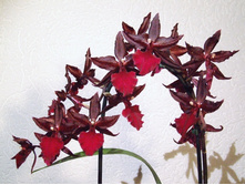 ������� ��������� Colmanara MASAI RED - 450 ���.