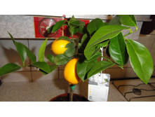 ������ ( ����� )