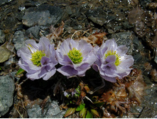 ���������� �������