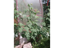 �������� ������