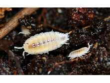 ����� ����������� �������