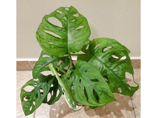 ��������  ������� ����� ���� .. (Monstera obliqua Monkey Mask) -