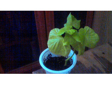 ������ �����(�������������)