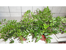 ������ �������� (Pellaea falcata)