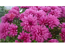 Bigli red.������ 5-7 �� ������ 40 �� �������� ������ -��������