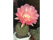 Echinopsis kermesina VG-610