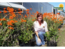 ���������� (Epidendrum ibaguense)