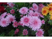 Matin Pink  ������� ������ 5-7 �� ������ 40 ��  �������� ��������