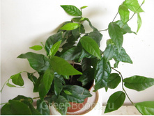 ����� ( FICUS SAGITTATA)- ������ �������� �������� ..