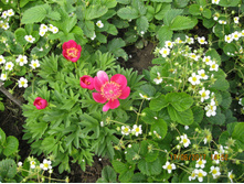 Anemoneflora