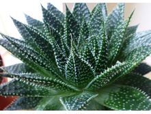 ���� (Aloe aristata)