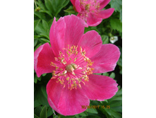 Anemoneflora