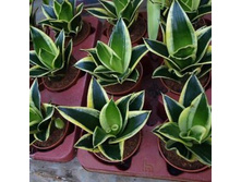 ���������� ������ ����� ���� ( Sansevieria Golden Hahnii Black) - 250 ���.
