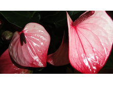 �������� ���� ������