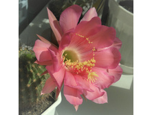 Echinopsis kermesina VG-610