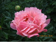 Coral Sunset �������� � �������� ��������